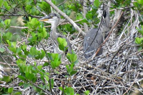 garza real con sus pollos