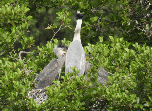 garza real con sus pollos