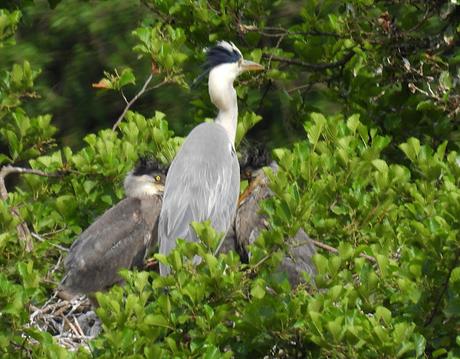 garza real con sus pollos