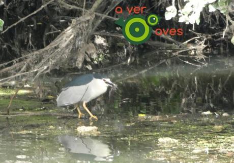 Doscientos parques con el Paseo de los Chopos. Y de propina un martinete