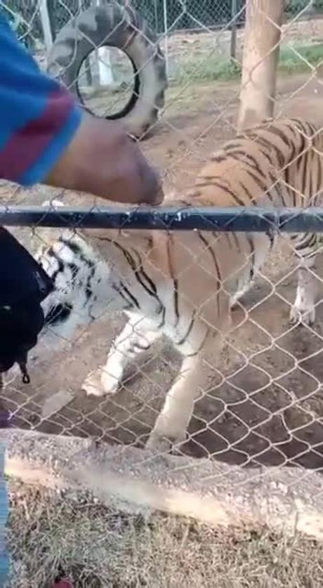 (video)Joven cuidador fallece tras ataque de tigre en Michoacán