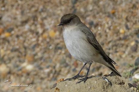 Dormilona cara negra (Dark-faced Ground-Tyrant) Muscisaxicola maclovianus