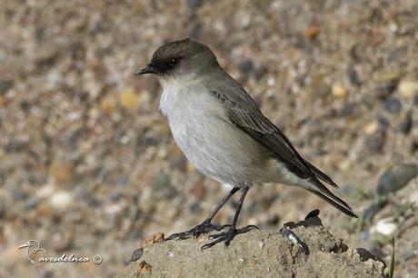 Dormilona cara negra (Dark-faced Ground-Tyrant) Muscisaxicola maclovianus