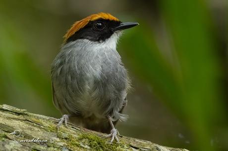 Toco toco de Mejillas Negras ( Black-cheeked Gnateater ) Conopophaga melanops