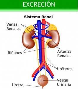 sistema renal Es importante que sepamos dónde está cada 'elemento' de nuestro sistema renal.
