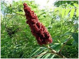 Coriaria Excelente para curtir cuero Coriaria Excelente para curtir cuero