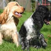 Alapha blue blood bulldog