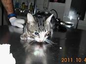 Gato Coco. SOS!!!