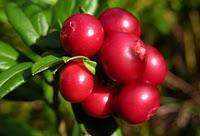 Jugo de Arándanos para Infecciones Urinarias Jugo de Arándanos para Infecciones Urinarias