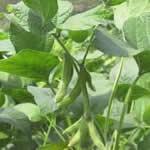 soja planta medicinal