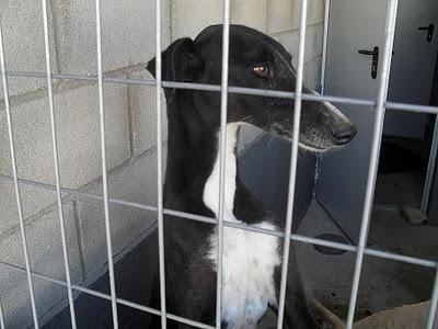 Pernales, otra victima más de 