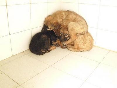 Cachorritos aterrorizados en la perrera de ALMERIA. MUY URGENTE ACOGIDA!!!!