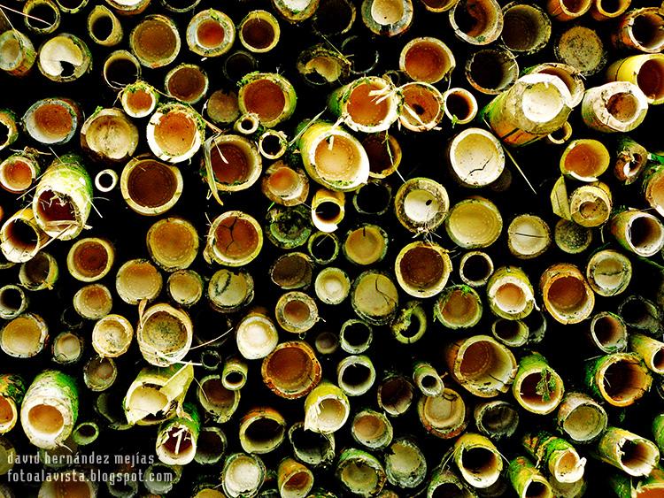 Detalle de bambú cortado, que permanecía amontonado sobre una furgoneta destartalada en un campo de Costa Rica