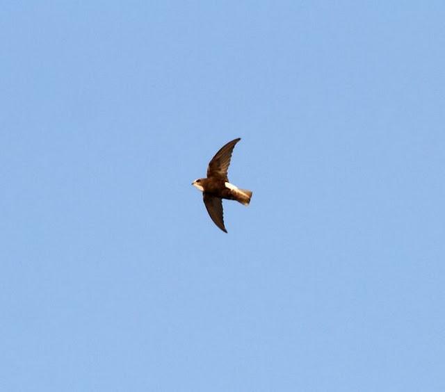 VENCEJO MORO-APUS AFFINIS-LITTLE SWIFT