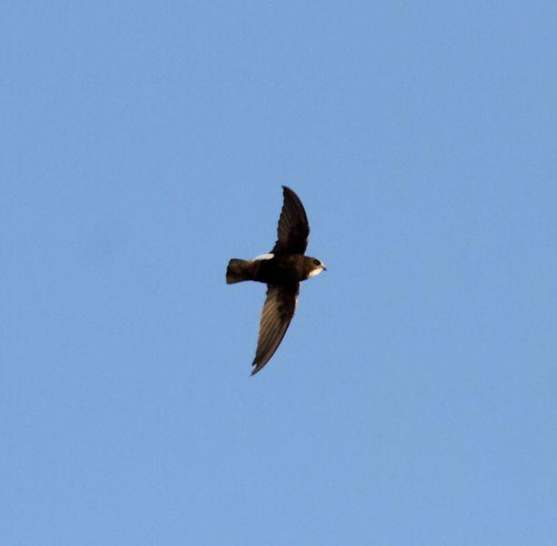 VENCEJO MORO-APUS AFFINIS-LITTLE SWIFT