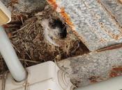 Vencejo moro-apus affinis-little swift