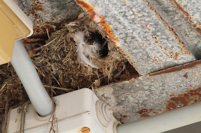 VENCEJO MORO-APUS AFFINIS-LITTLE SWIFT