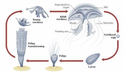 ciclo-vida-medusa