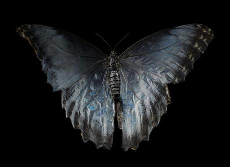 Swarm – underwater butterflies