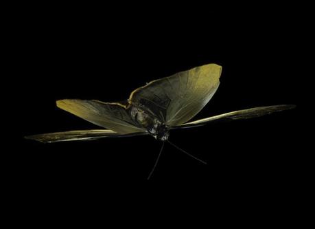 Swarm – underwater butterflies