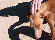 crueldad animales, signo alarma psiquiátrica