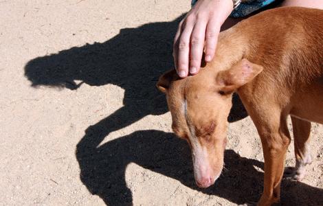 (Foto: Paul J. Richards)