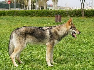 Razas de perros: Perro Lobo Checoslovaco