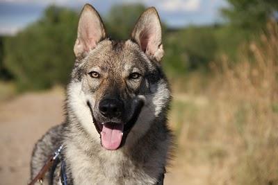 Razas de perros: Perro Lobo Checoslovaco