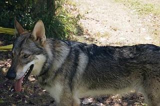 Razas de perros: Perro Lobo Checoslovaco