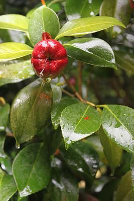 Visitando jardines: Jardín del Pazo de la Saleta