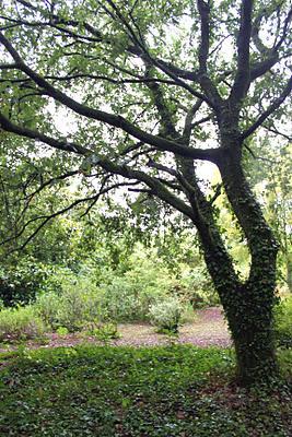 Visitando jardines: Jardín del Pazo de la Saleta