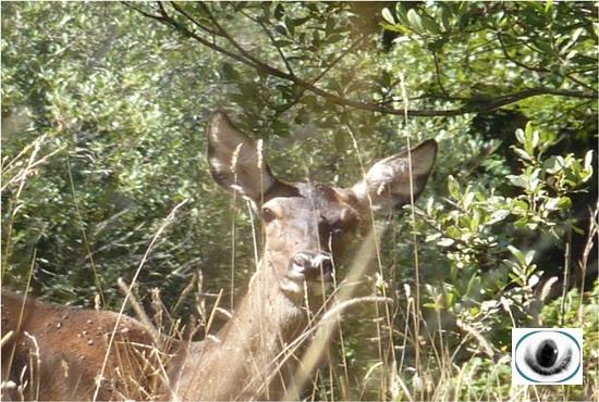 La berrea en Palencia
