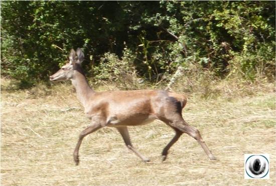 La berrea en Palencia