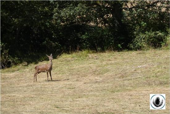 La berrea en Palencia