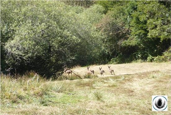 La berrea en Palencia