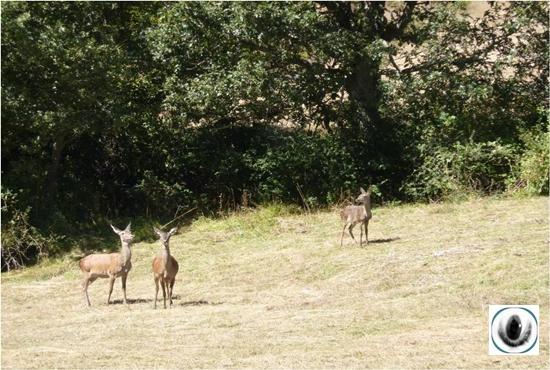 La berrea en Palencia