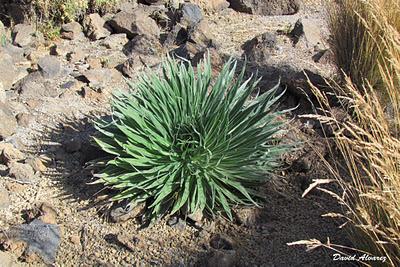 El Parque Nacional del Teide