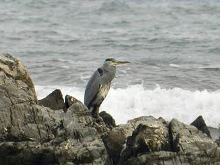 Limícolas y ardeidas