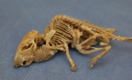 Este ratón tiene la misma edad que los documentos encontrados. Más de 40 años. Por la sequedad del norte se conservó intacto en sus detalles.