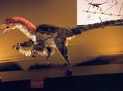 garra gigante
