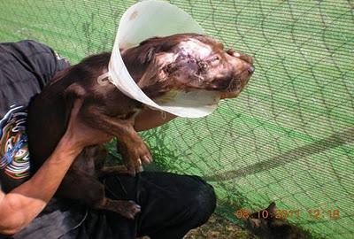 Lee la historia de CHOCOLATE...y difunde para pedir ayuda...