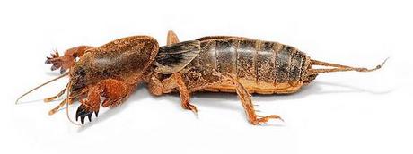 Enlaces de la semana (40/11)