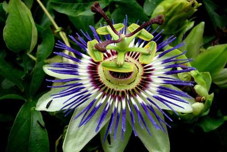 Calmantes y sedantes naturales