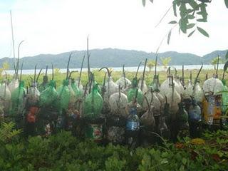 750 plantas en vivero....cubriran 3000 metros cuadrados