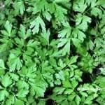 planta medicinal perejil