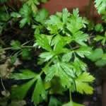 planta medicinal perejil