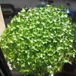 planta medicinal perejil