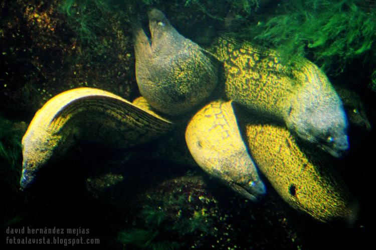 Mucho ojo con las morenas