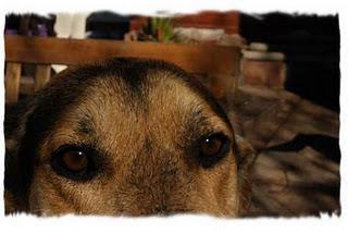 ¡¡¡Campaña a Luca por los Animalitos!!!, por GAC ¡¡¡Campaña a Luca por los Animalitos!!!, por GAC