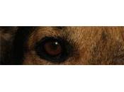 ¡¡¡Campaña Luca Animalitos!!!,